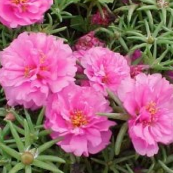 Portulaca Pink Plant
